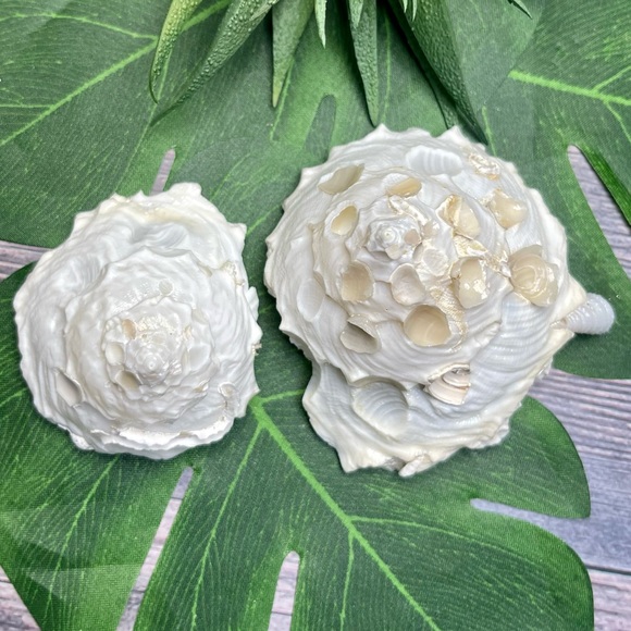 (2) RARE White Carrier Seashells Collector Shells Coastal Nautical Beach Decor - Picture 8 of 17